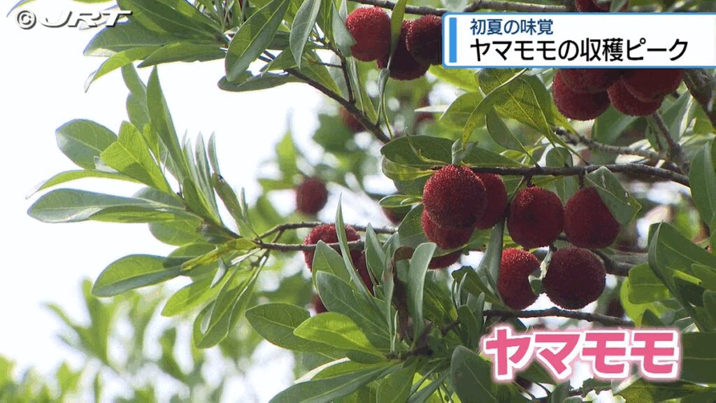 共有