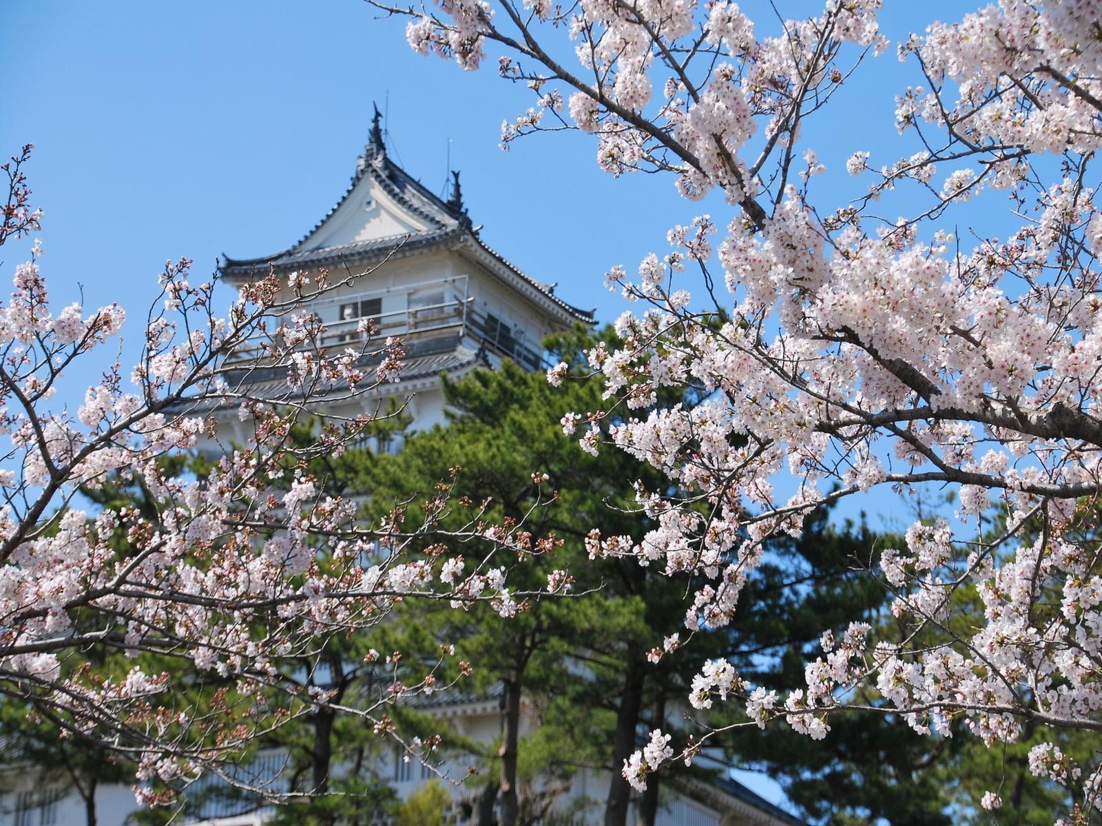 長崎で人気の「桜の名所」ランキング