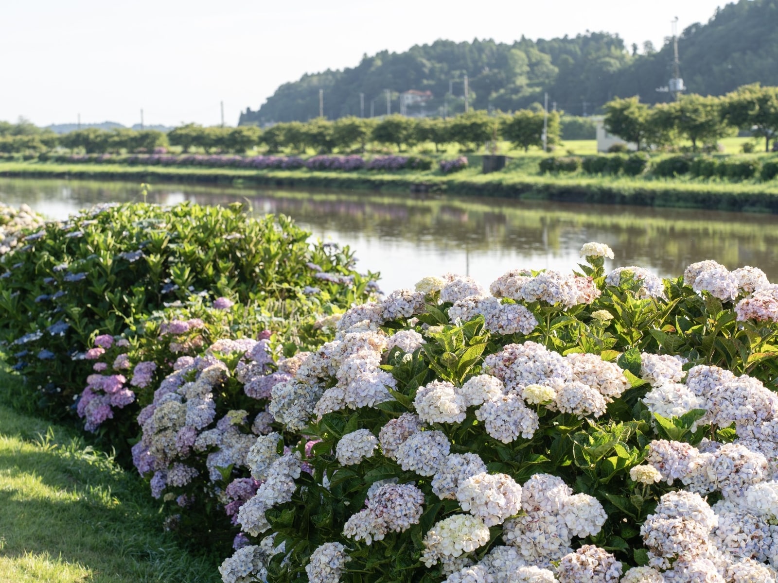 千葉県で行ってみたい＆好きな「あじさいの名所」ランキング