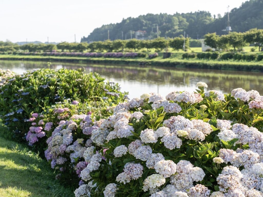 千葉県で人気の「あじさいの名所」ランキング！ 2位「あじさい遊歩道」を大差で抑えた1位は？ - All About ニュース