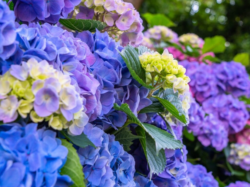 栃木県で人気の「あじさいの名所」ランキング！ダントツ1位は「あしかがフラワーパーク」、続く2位は？ - All About ニュース