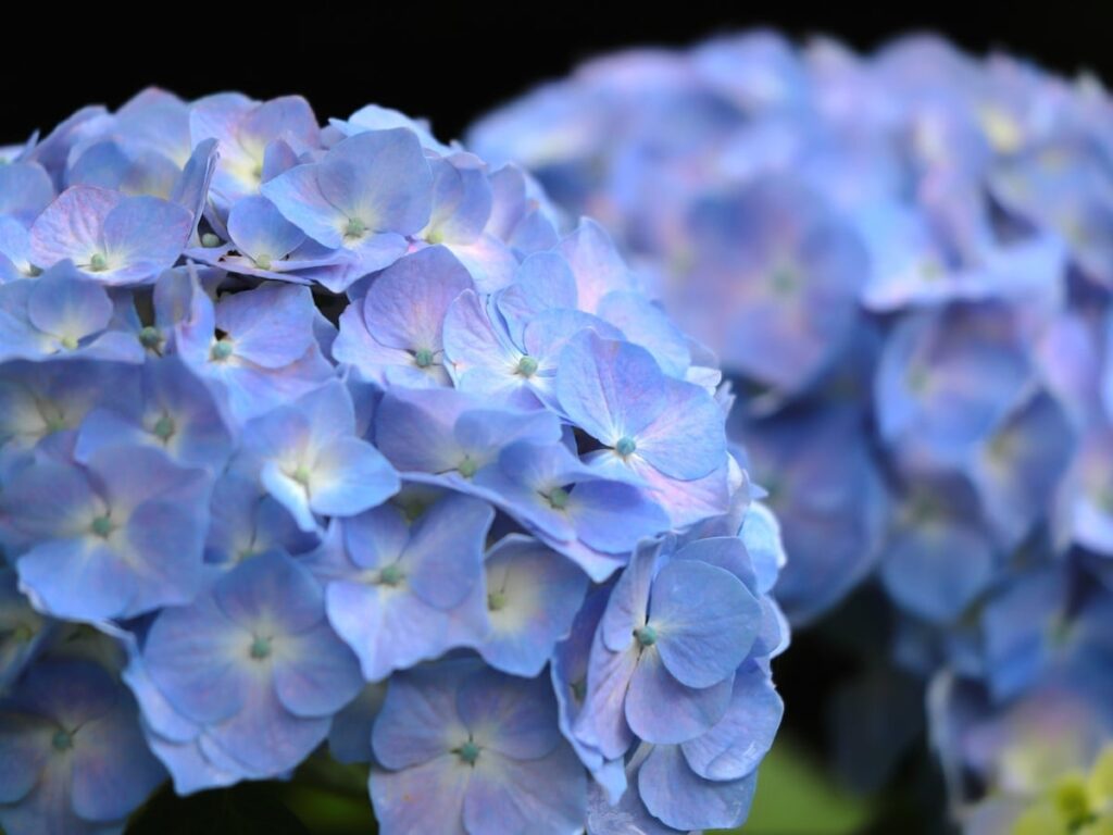 静岡県の「あじさいの名所」ランキング！ 「はままつフラワーパーク」と同率で1位に選ばれたのは？ - All About ニュース