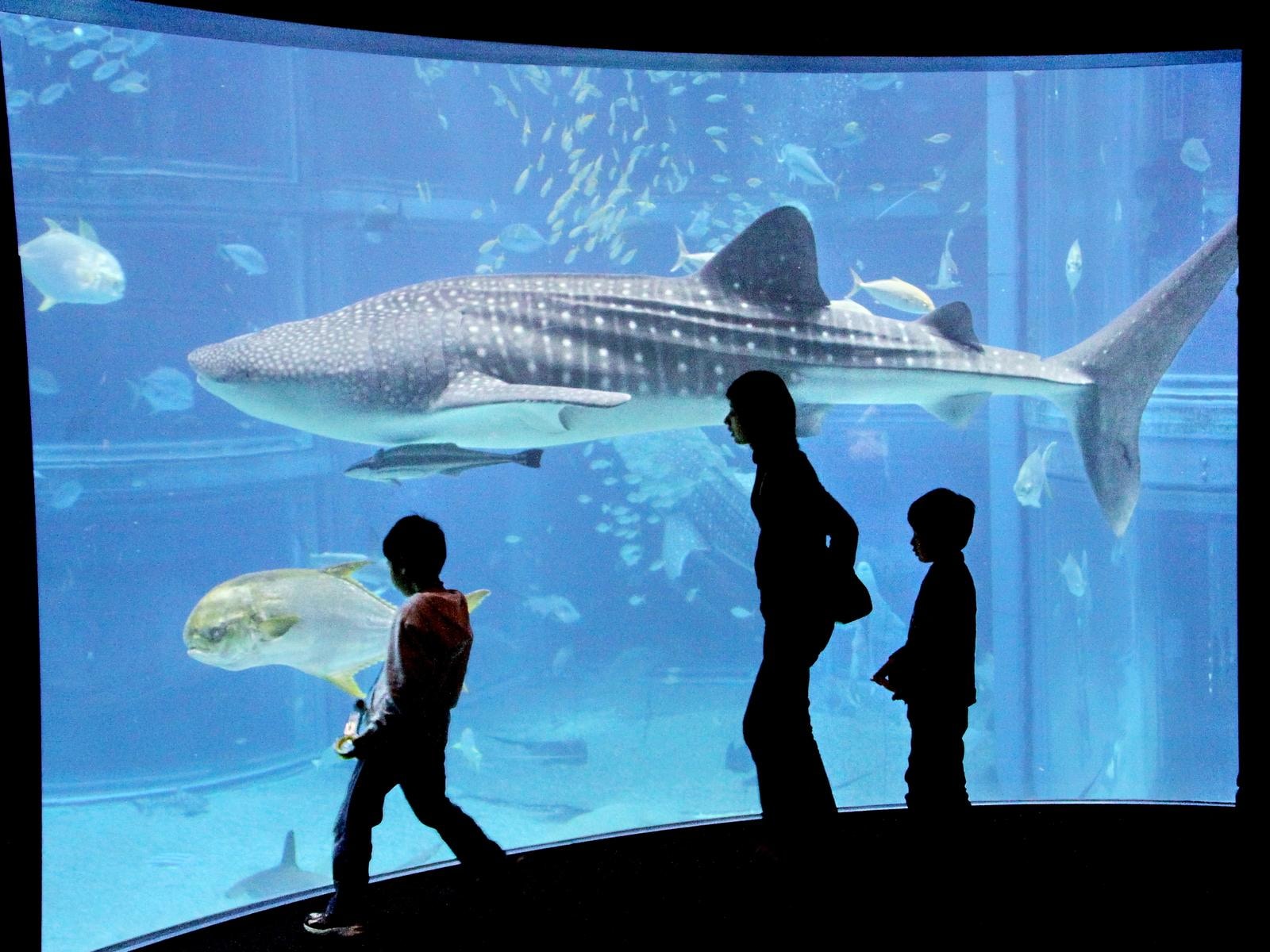 「大阪万博と合わせて行きたい『大阪府の観光地』」ランキング