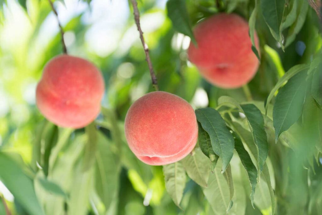 福島県／新宿高野「ふくしま桃の日」にちなみ、ふくしまの桃フェアをタカノフルーツパーラーで7月26日、8月8日限定開催 | ホテル・レストラン・ウエディング業界ニュース | 月刊ホテレス HOTERESONLINE