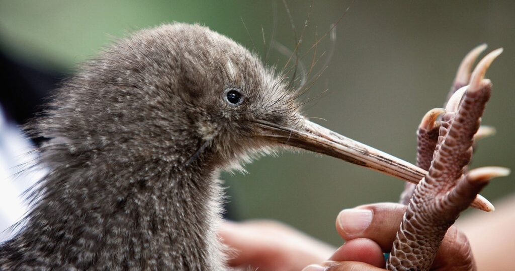 キーウィ界最小の「コマダラキーウィ」、50年ぶりにNZ本島で発見される | ハフポスト WORLD