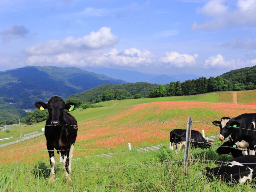 夏に行きたい「埼玉県の絶景ドライブスポット」ランキング！ 2位は「秩父高原牧場」周辺ルート、1位は？ - All About ニュース