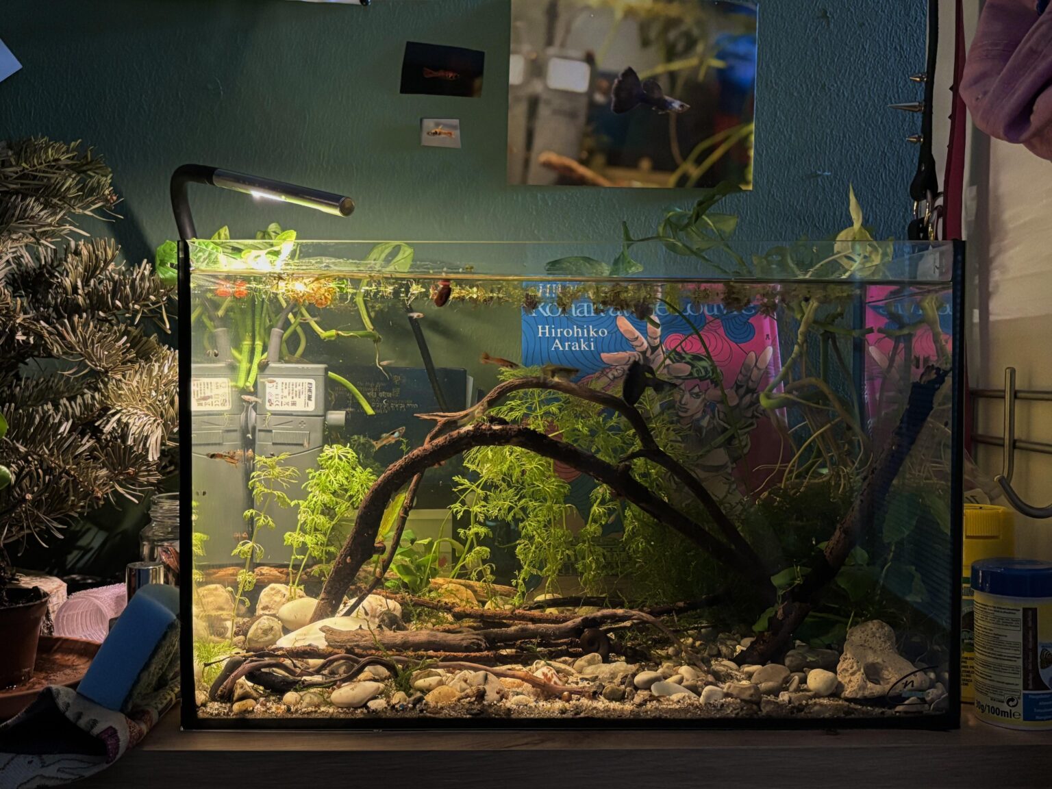 Aquarium Mamがどれほど素晴らしいかを見てください