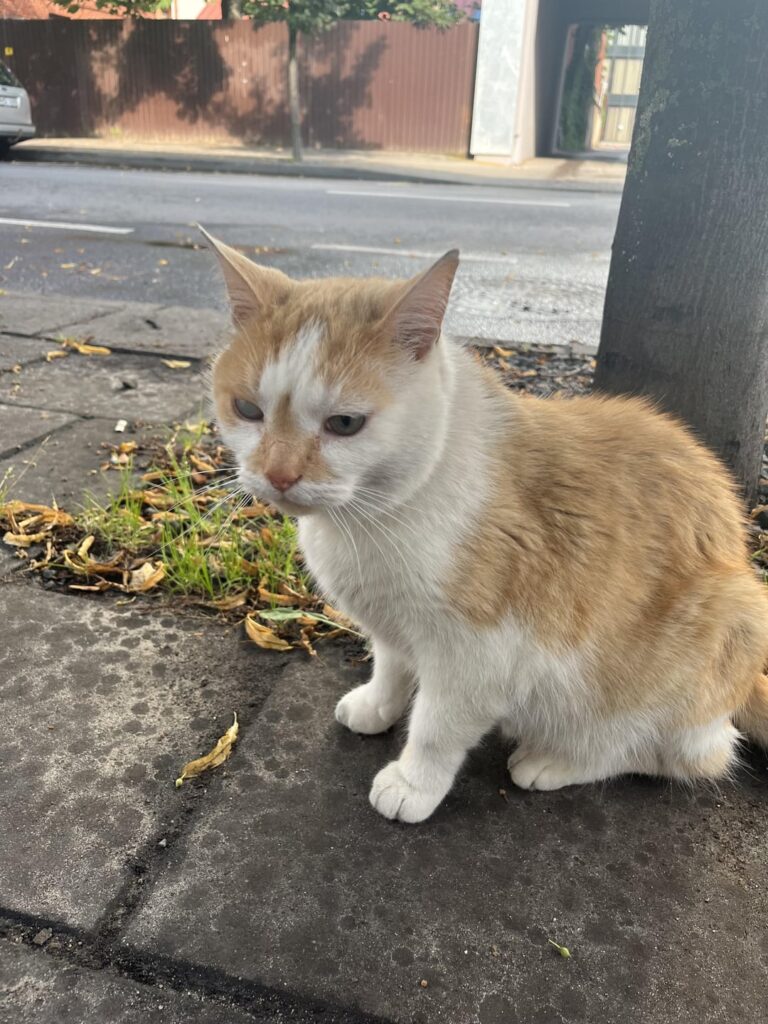 その猫