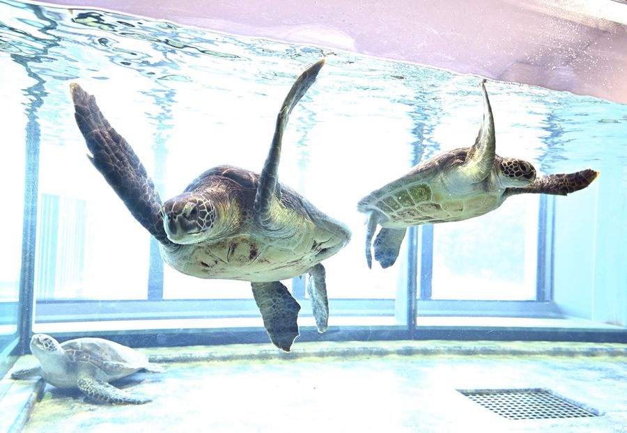 アオウミガメが泳ぐ水槽は背景が透明で、まるで飛んでいるように見える（土佐清水市の県立足摺海洋館ＳＡＴＯＵＭＩ）