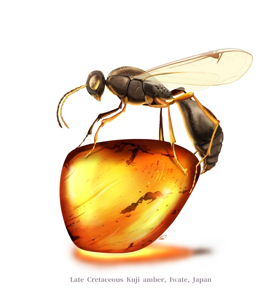 岩手県久慈市の琥珀から発見された 恐竜時代のシリボソクロバチ類化石： 同一琥珀から６個体を確認 – 早稲田大学 研究活動