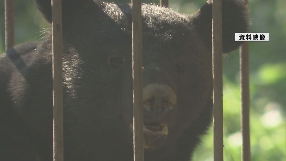 1週間で市街地のクマ目撃情報が11件　山形県が2年ぶりに「クマ出没警報」発表