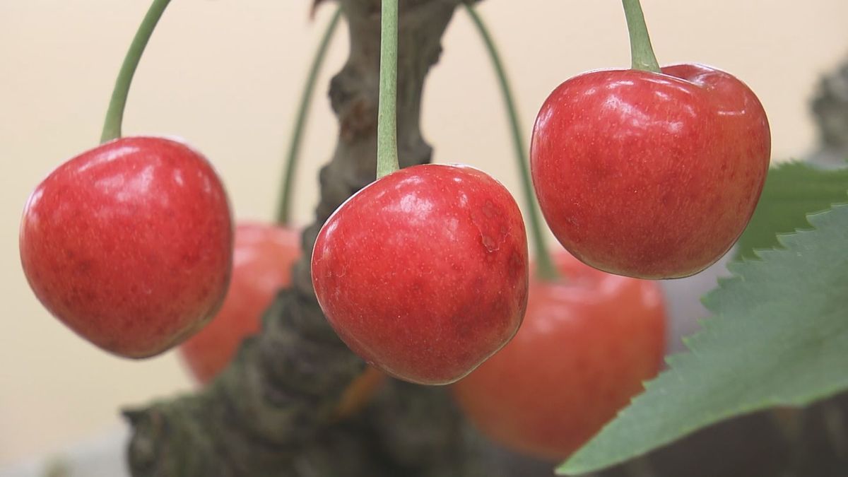 山形県内JAグループの今年のサクランボ集荷量去年を下回る見込み　春先の低温や猛暑の影響