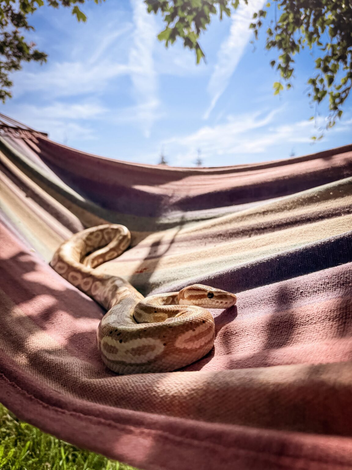 他に誰が楽しんでいますか？最後に、夏があります！