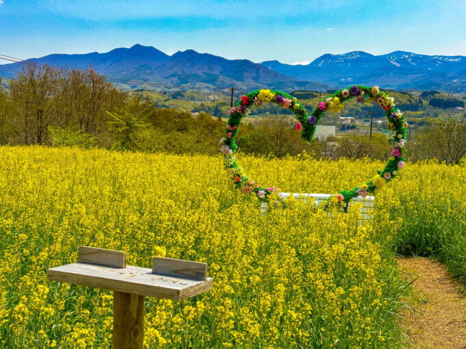 2023-上山市菜の花畑-2
