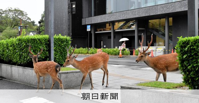 奈良公園の鹿、過去最多の1465頭　えさ求め遠出？交通事故も増加 [奈良県]：朝日新聞