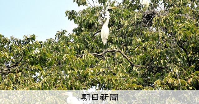 マツ伐採でサギ107羽死ぬ、すみか失いエサとれず　富山市が謝罪 [富山県]：朝日新聞