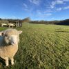 「羊飼いになりませんか」（ヨークシャーファーム体験記・北海道新得町）