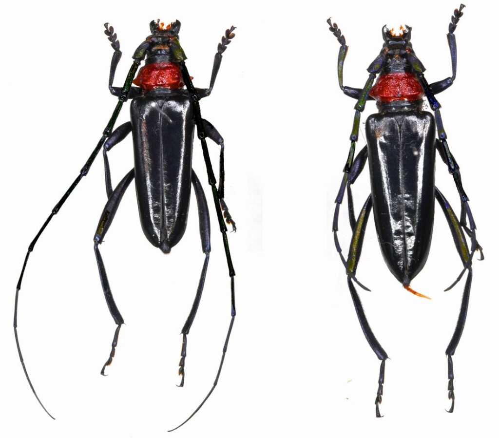 特定外来生物「クビアカツヤカミキリ」