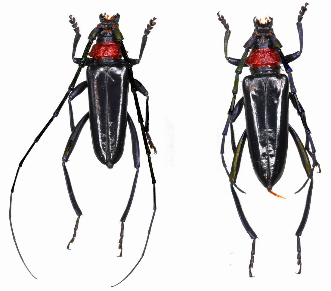 特定外来生物「クビアカツヤカミキリ」