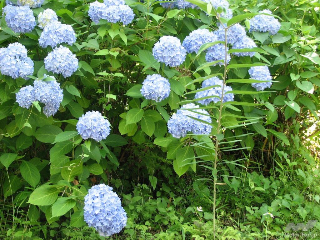 初夏の里山でのんびりした時間と温泉を満喫してみた。ゆるカブツーリング第11弾・山梨県上野原市秋山 ｜ Motor-Fan BIKES[モーターファンバイクス]