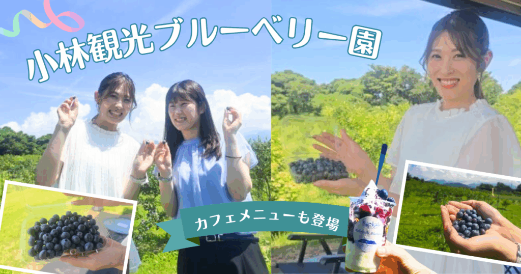みんなで行こう「小林観光ブルーベリー園」時間無制限でブルーベリー食べ放題!大山の恵みたっぷりのブルーベリーを使ったドリンク&スイーツもあるよ | 鳥取マガジン みんなで行こう「小林観光ブルーベリー園」時間無制限でブルーベリー食べ放題!大山の恵みたっぷりのブルーベリーを使ったドリンク&スイーツもあるよ | 鳥取マガジン