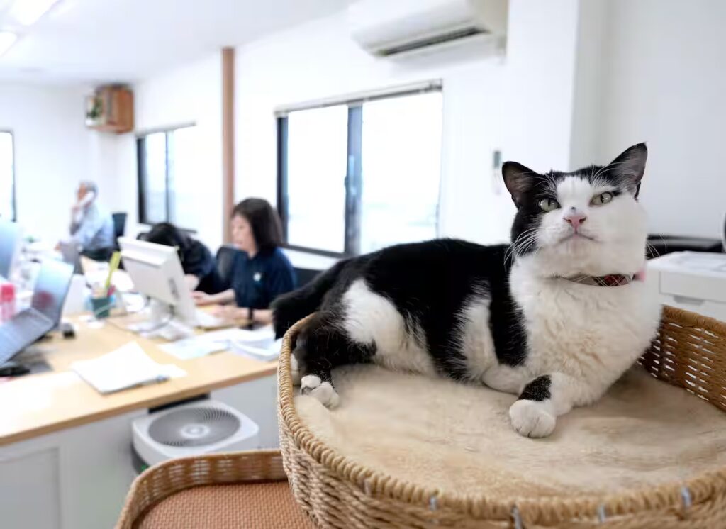 MTJMSKV7SVMZ3PLMPFZZEFCDVM