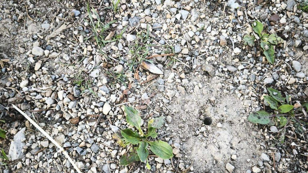 DobruškaVasで撮影している間、ボールが中庭に飛んで、髪の毛で地元の人々を逃した