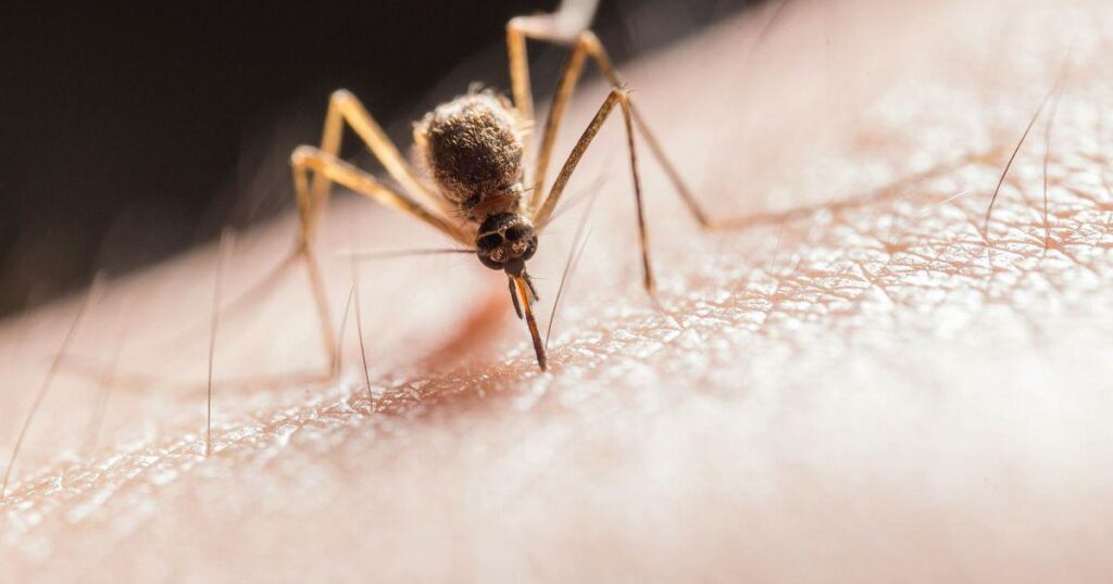 西部ウイルスが私たちの道をやります：「ワクチンも薬もありません」