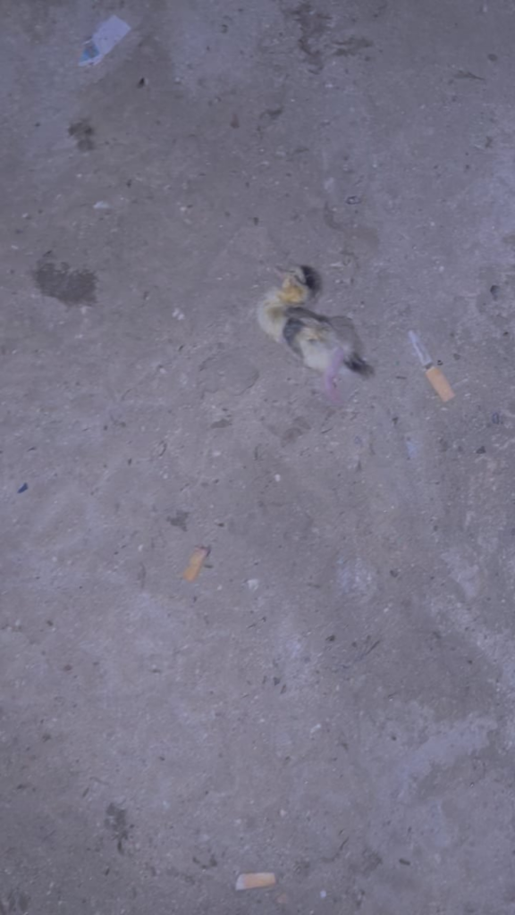 ゴゾで死にかけているアヒルを助ける方法??