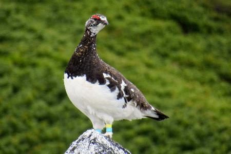 ライチョウ１９０羽、１・４倍に　長野・中央アルプスで環境省調査 - 琉球新報デジタル