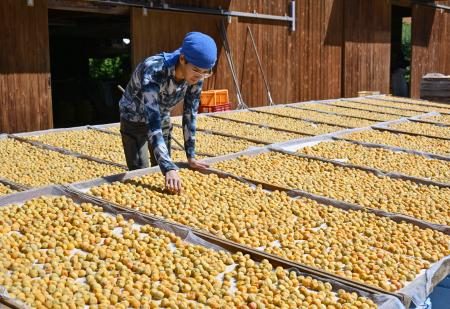 南高梅の天日干し始まる、和歌山　酸っぱい香り漂う - 琉球新報デジタル