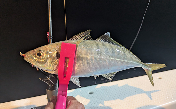 バチコンアジングで最大37cmを頭に尺アジ10匹キャッチ【三重県】アミグローカラーが的中