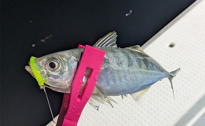 バチコンアジングで最大37cmを頭に尺アジ10匹キャッチ【三重県】アミグローカラーが的中