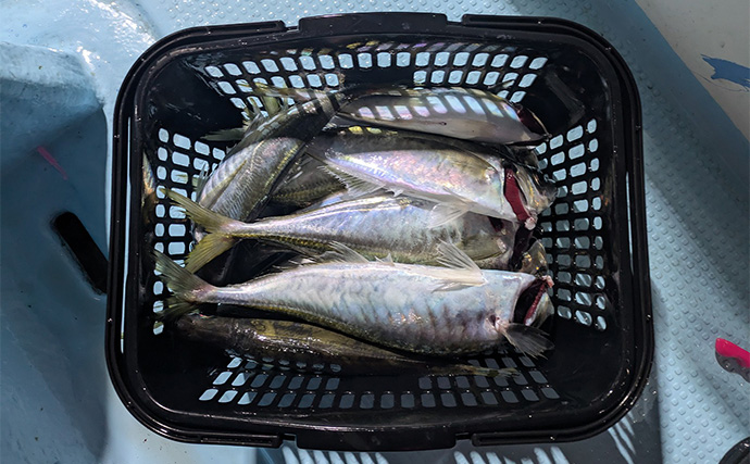 バチコンアジングで最大37cmを頭に尺アジ10匹キャッチ【三重県】アミグローカラーが的中