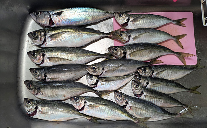 バチコンアジングで最大37cmを頭に尺アジ10匹キャッチ【三重県】アミグローカラーが的中