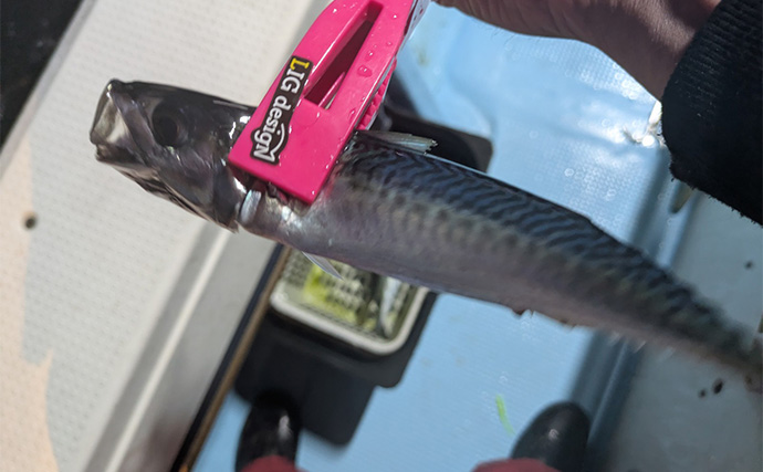 バチコンアジングで最大37cmを頭に尺アジ10匹キャッチ【三重県】アミグローカラーが的中