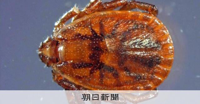 マダニ媒介感染症、神奈川県内で初確認 60代女性が畑でかまれたか