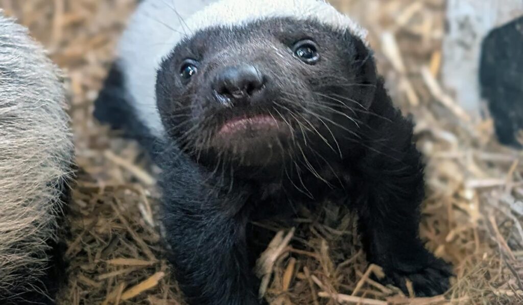 Exmoor Zooは、英国で生まれた最初のハニーアナグマを20年間歓迎します - そしてこれまでの2番目だけ