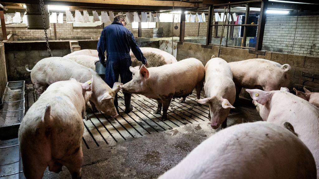 家畜は縮んだ、オランダの1,000万個未満の豚