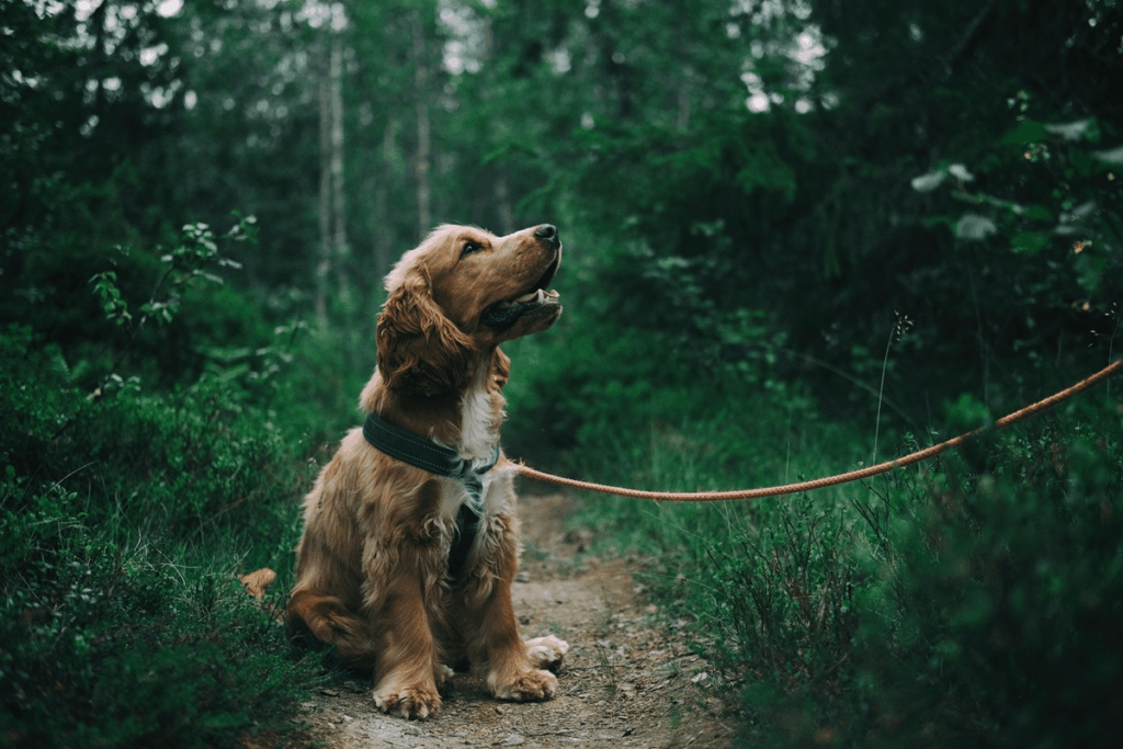 英国の犬の飼い主は、新しい規則の下で公共スペースでの貧弱な行動のために最大500ポンドの罰金に直面しています