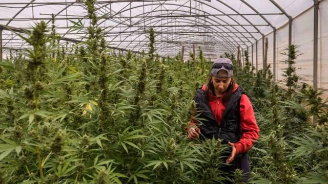 イタリアは、大麻光を煙の約20億ユーロを禁止しています。イデオロギー1、仕事と経済0