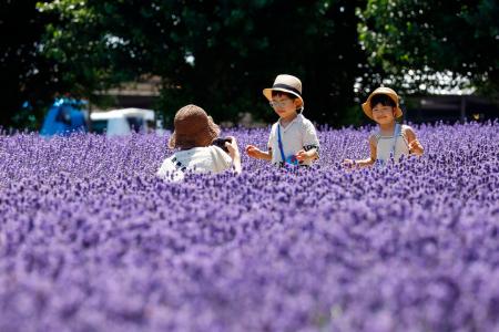 北海道・富良野でラベンダー見頃 丘一面の紫、香りふんわり - 神戸新聞