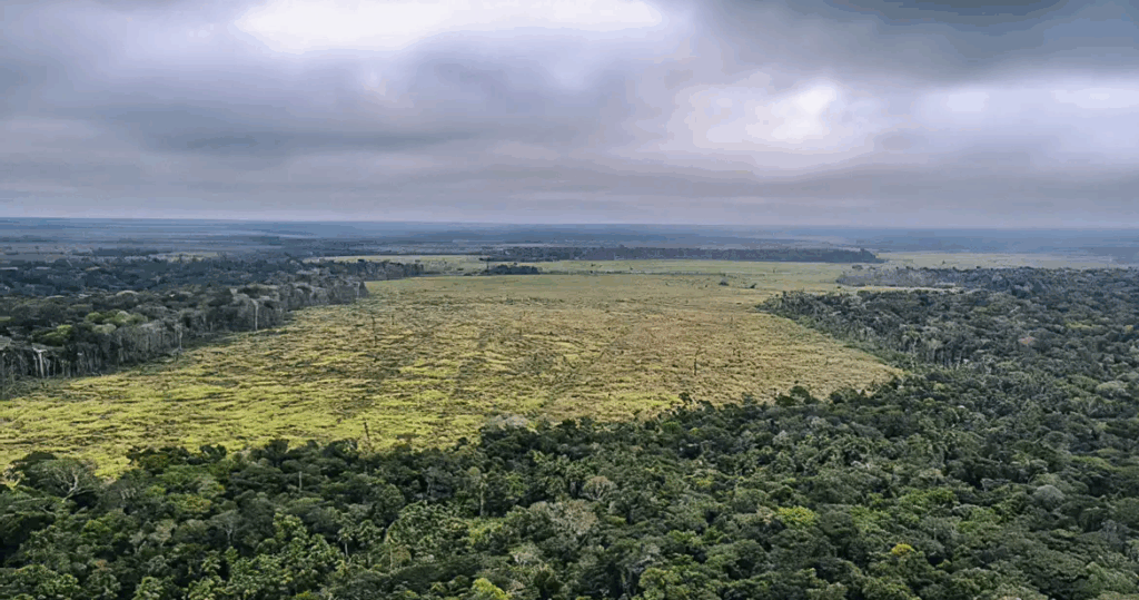 Brazil: Carbon credit projects allegedly profiting people and businesses fined for destroying the Amazon, says Reuters; incl. companies' comments