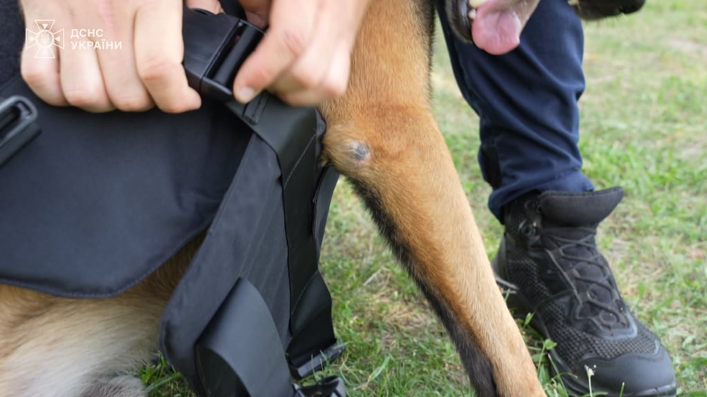 ハワードG.バフェット財団から寄付された54の防弾チョッキは、フィールドでウクライナの介助犬を保護します。