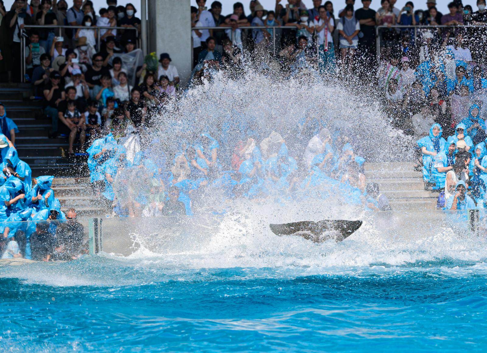 鴨川シーワールドでシャチの「サマースプラッシュ」豪快水しぶきでずぶ濡れ体験