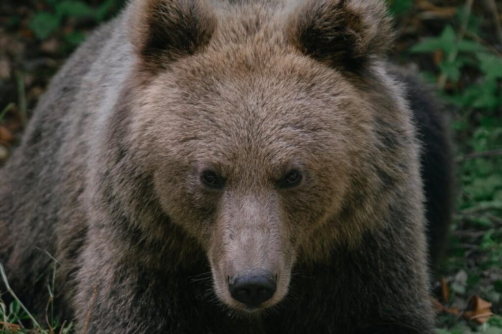 トランスファーガンでクマに殺されたモーターサイクリスト。男はラップで60メートル引っ張られました