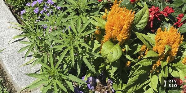 左と自由は、大麻使用に関する法律に投資されています。個人は最大150グラムまで自宅でそれを持つことができます。