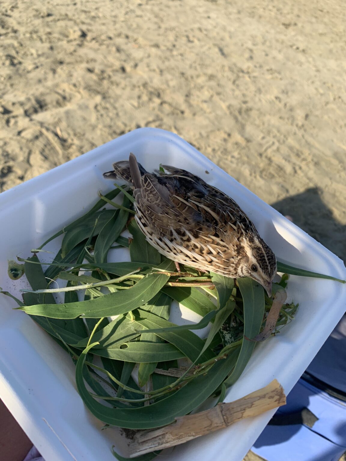 ラルナカビーチで負傷したウズラが見つかりました