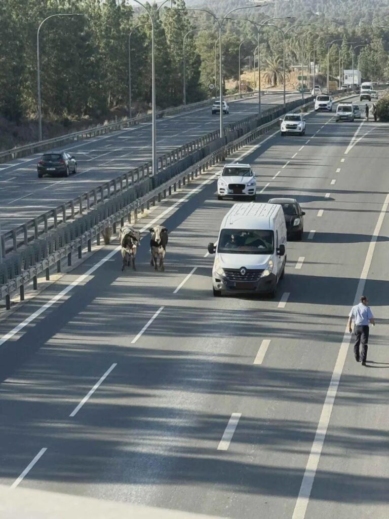 牛はさりげなく高速道路を散歩しています