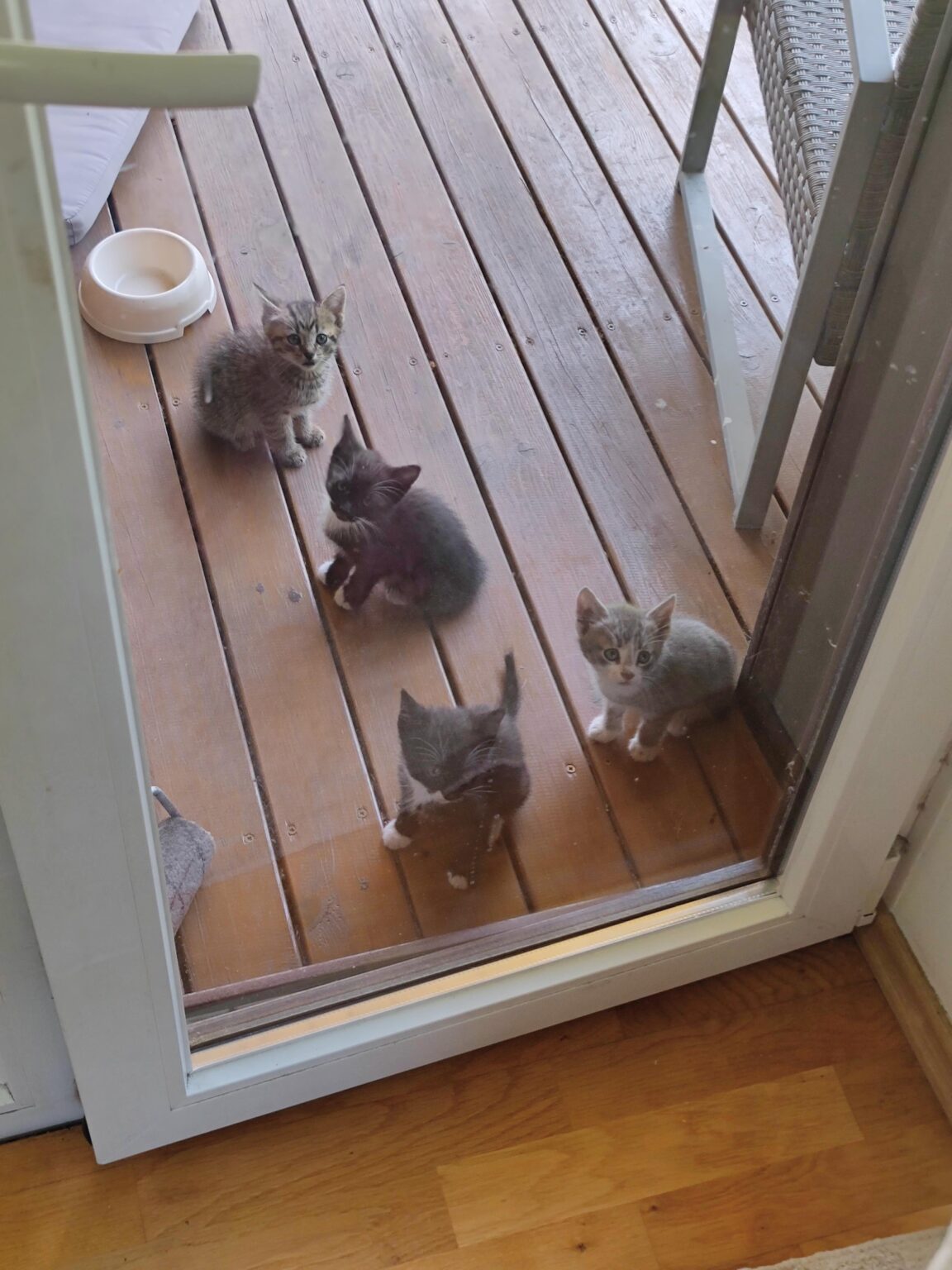 今日は8つの子猫を見つけました、何をすべきか？